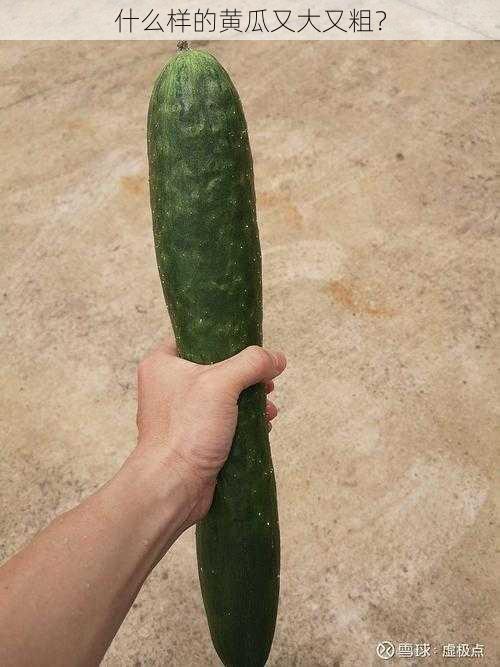 什么样的黄瓜又大又粗?
