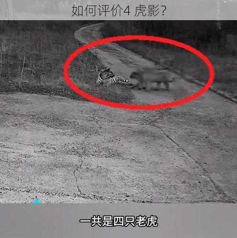 如何评价4 虎影?