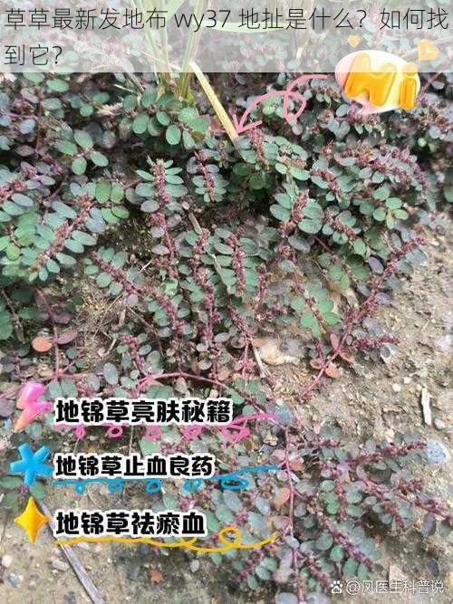 草草最新发地布 wy37 地扯是什么?如何找到它?